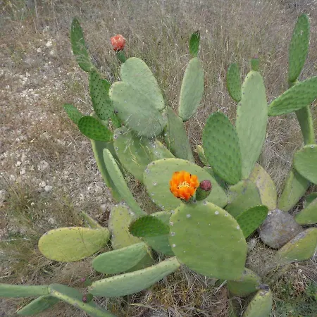 Tramuntana El Perelló
